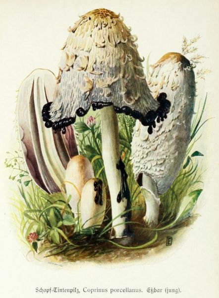 008 Schopf-Tintenpilz, Coprinus porcellanus. Essbar (jung)