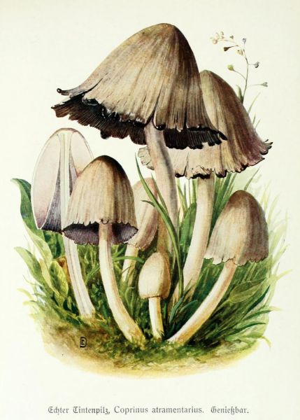 009 Echter Tintenpilz, Coprinus atramentarius. Genießbar