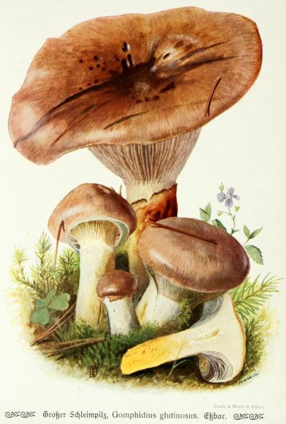 010 Großer Schleimpilz, Gomphidius glutinosus. Essbar
