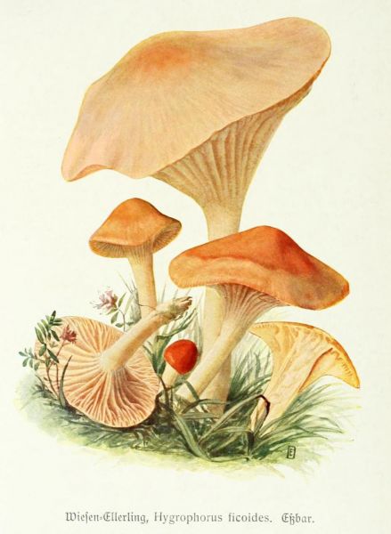 011 Wiesen-Ellerling, Hygrophorus ficoides. Essbar