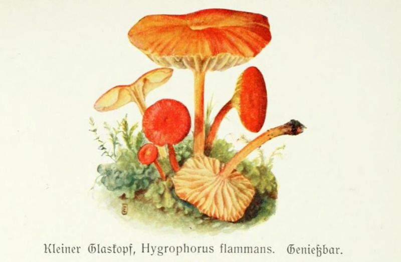 012 Kleiner Glaskopf, Hygrophorus flammans. Genießbar