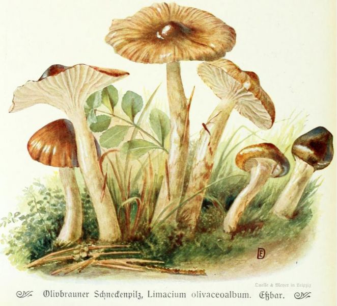 013 Olivbrauner Schneckenpilz, Limacium olivaceolbum. Essbar