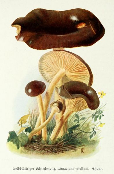 014 Gelbblättriger Schneckenpilz, Limacium vitellum. Essbar