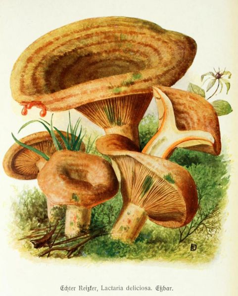 015 Echter Reizker, Lactaria deliciosa. Essbar