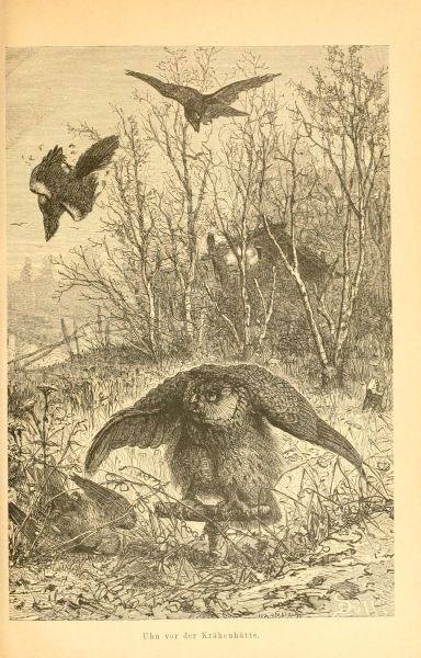 Der Uhu (Strix bubo, Linné)