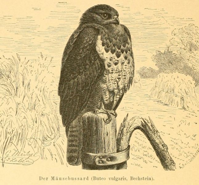 Der Mäusebussard (Buteo vulgaris, Bechstein). 