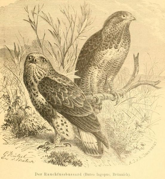 Der Rauchfussbussard (Buteo lagopus, Brünnich)