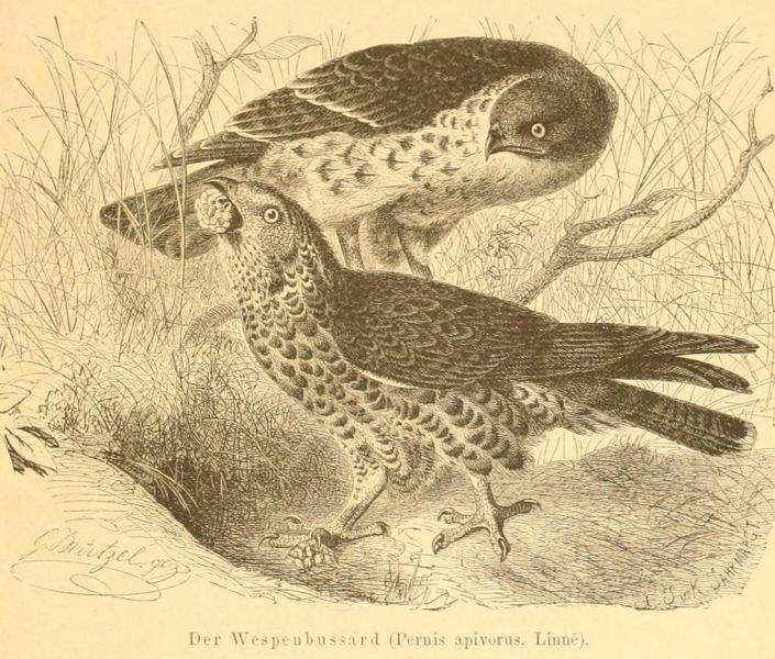 Der Wespenbussard (Pernis apivorus, Linné)