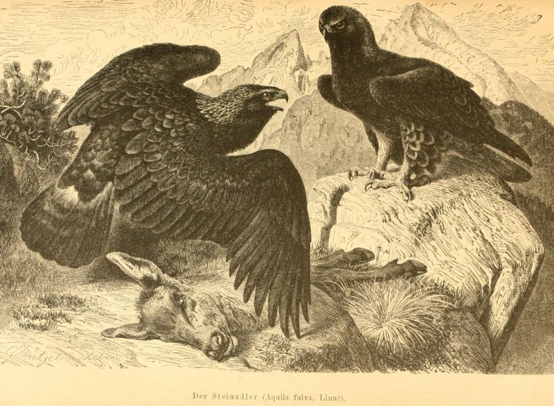 Der Steinadler (Aquila fulva, Linné)