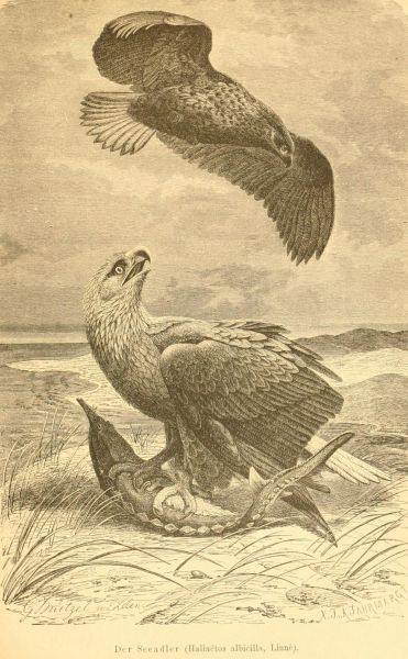 Der Seeadler (Haliaëtos albicilla, Linné)