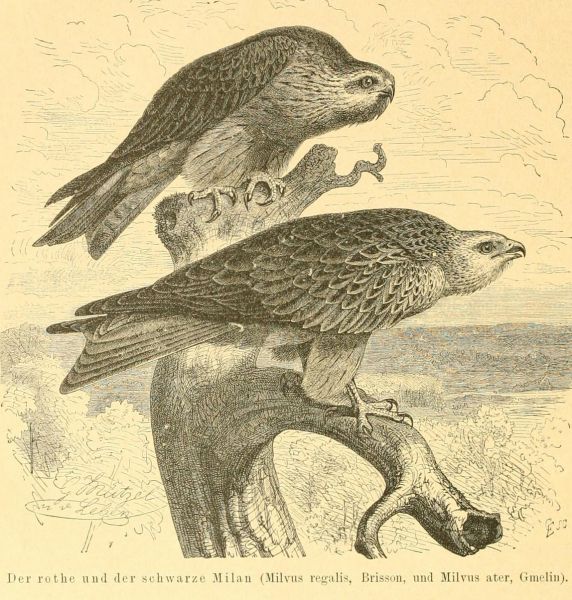 Der rote und schwarze Milan (Milvus regalis und Milvus ater)