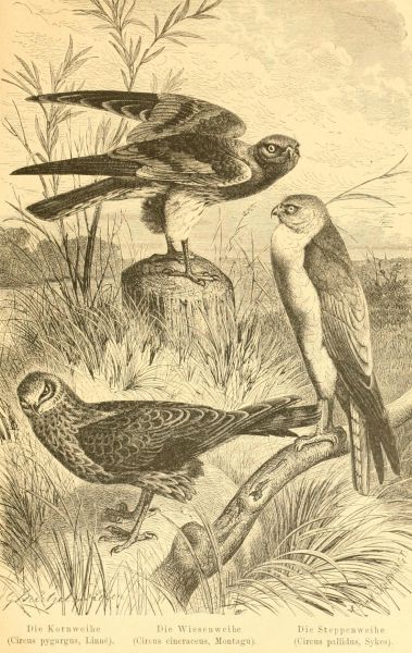 Die Steppenweihe (Circus pallidus, Sykes)
