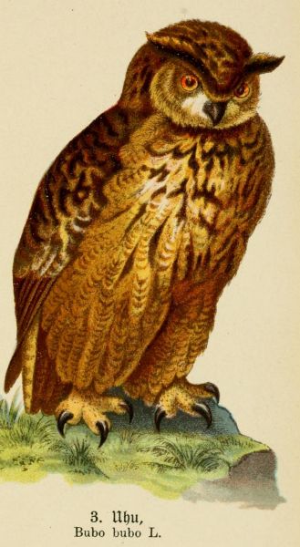 Der Uhu (Bubo L.)