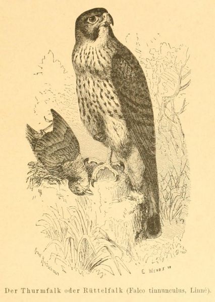 Der Turmfalk oder Rüttelfalk (Falco tinnunculus, Linné)