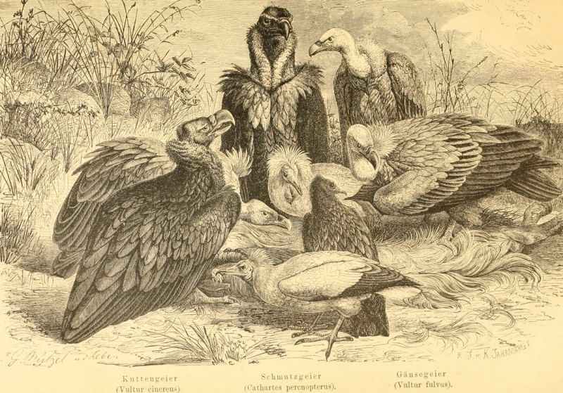 Die Geier (Vultures) 