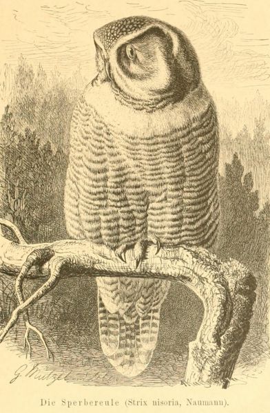 Die Sperbereule (Strix nisoria, Naumann)