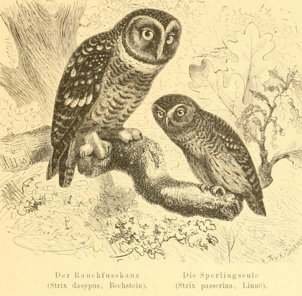 Der Rauchfußkauz (Strix dasypus, Bechstein;)