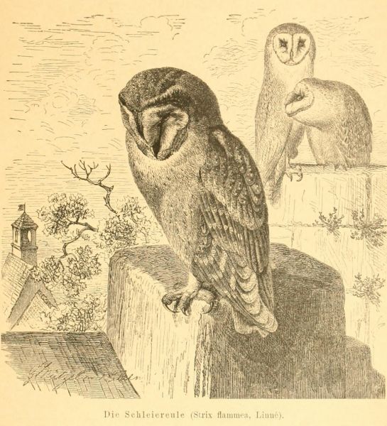 Die Schleiereule (Strix flammea, Linné)