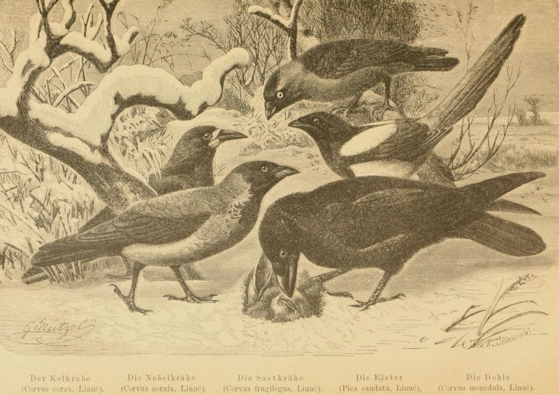 Der Kolkrabe (Corvus corax, Linné)