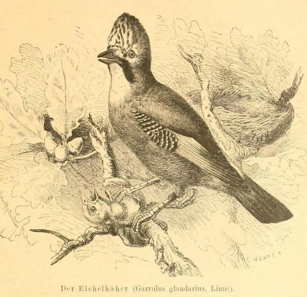 Der Eichelhäher (Garrulus glandarius, Linné)