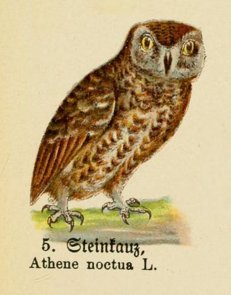 Der Steinkauz (Attura noctura L.)