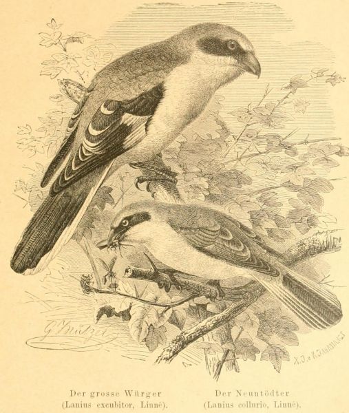 Der große Würger (Lanius excubitor Linné) und der Neuntöter (Lanius collurio, Linné)