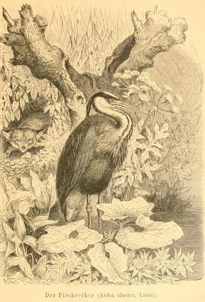 Der Fischreiher (Ardea cinerea, Linné)