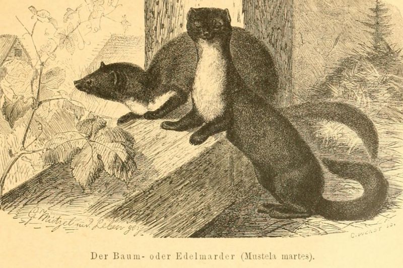 Der Baum- oder Edelmarder (Mustela martes)