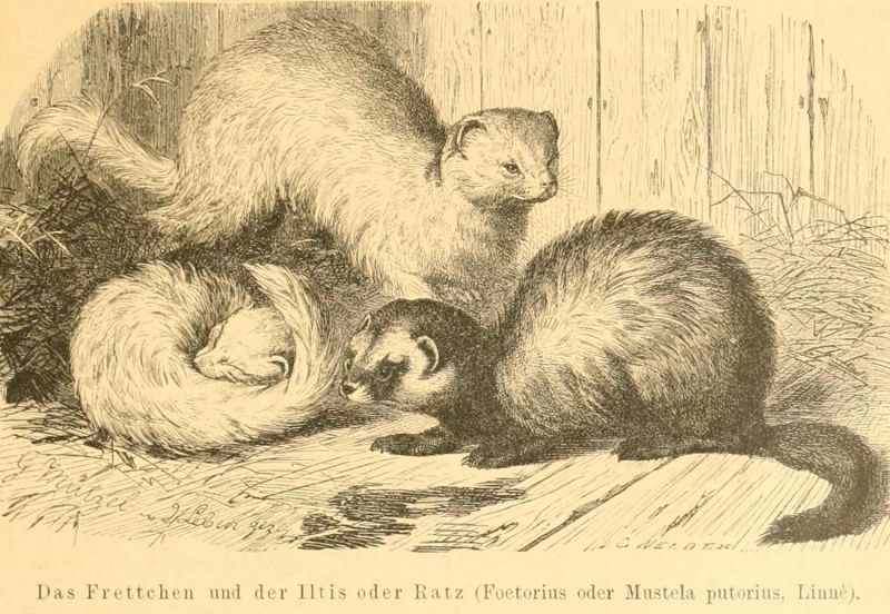 Das Frettchen und der Iltis oder Ratz (Foetorius oder Mustela putorius, Linné)