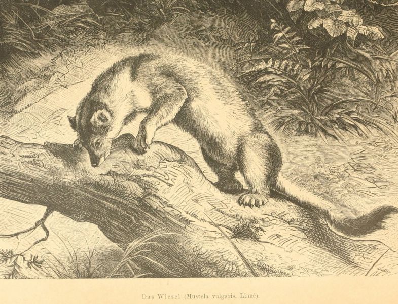 Wiesel und Hermelin (Mustela vulgaris und Erminea, Linné)