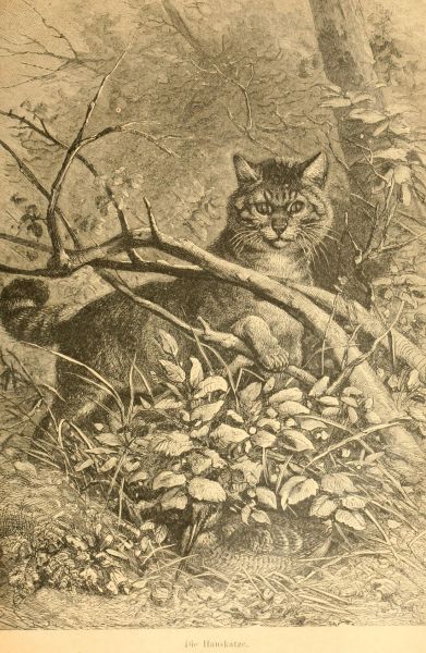 Die Hauskatze