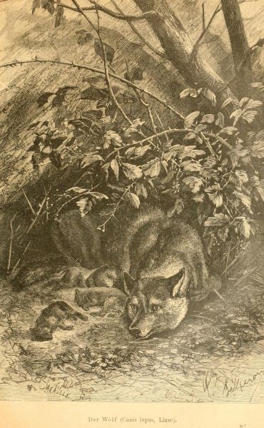 Der Wolf (Canis lupus, Linné)