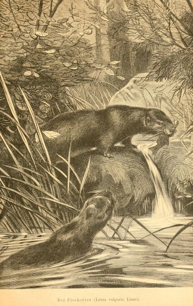 Der Fischotter (Lutra vulgaris, Linné)