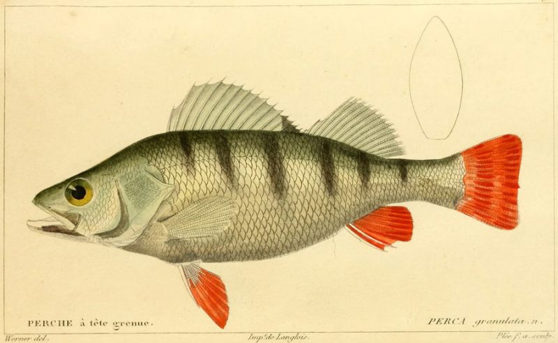 01 Perca granulata.n. (Barsch)