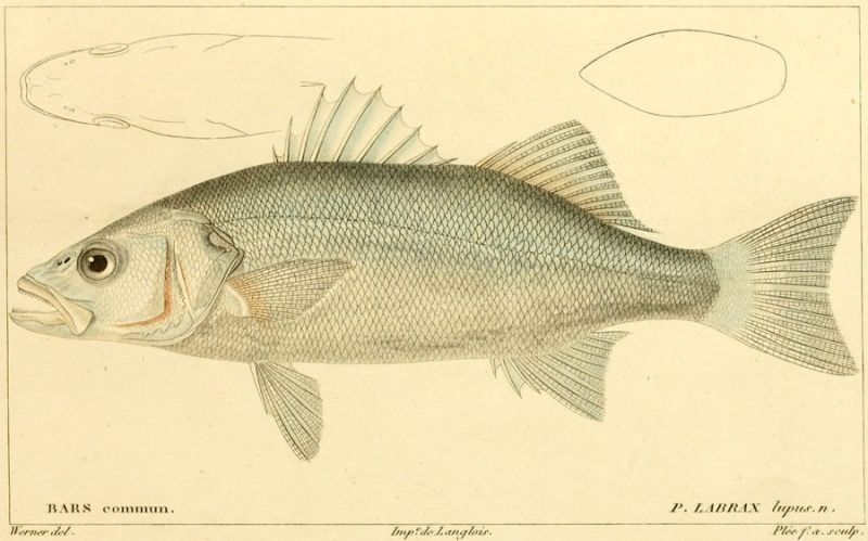 03 P. Labrax lupus. n. (Seebarsch)