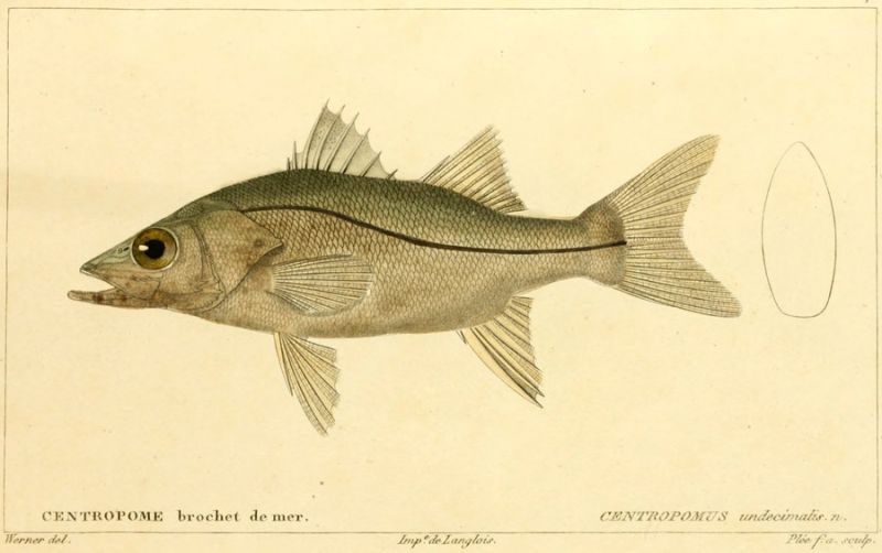 06 Centropomus undecimalis. n.
