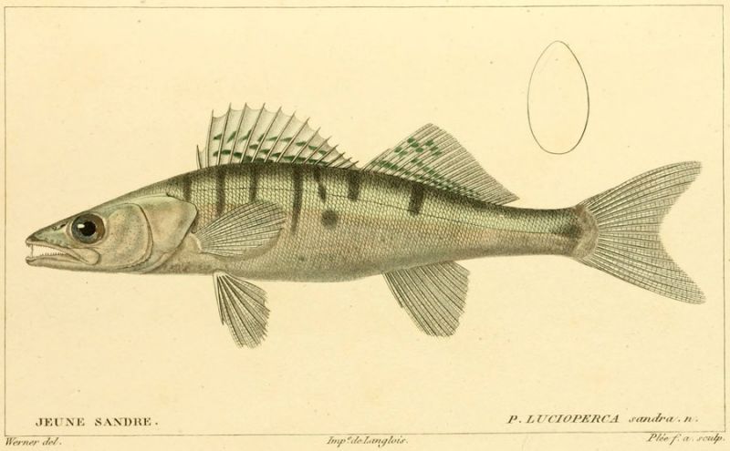 07 P. Lucioperca sandra. n.