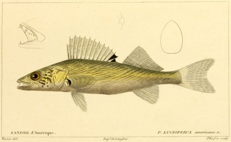 08 P. Lucioperca americana. n.