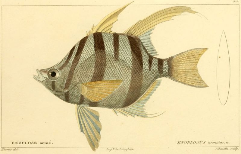 12 Enoplosus armatus. n.