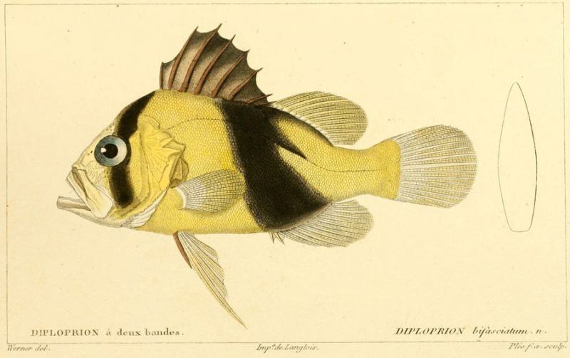 13 Diploprion bifasciatum. n.