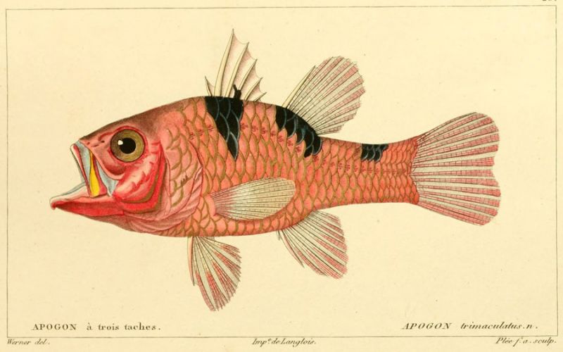 14 Apogon trimaculatus. n.