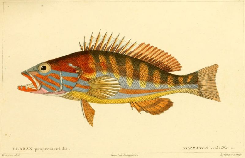 21 Serranus cabrilla. n.