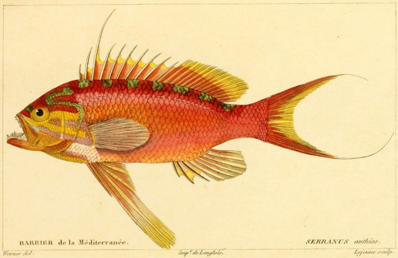 23 Serranus anthias.