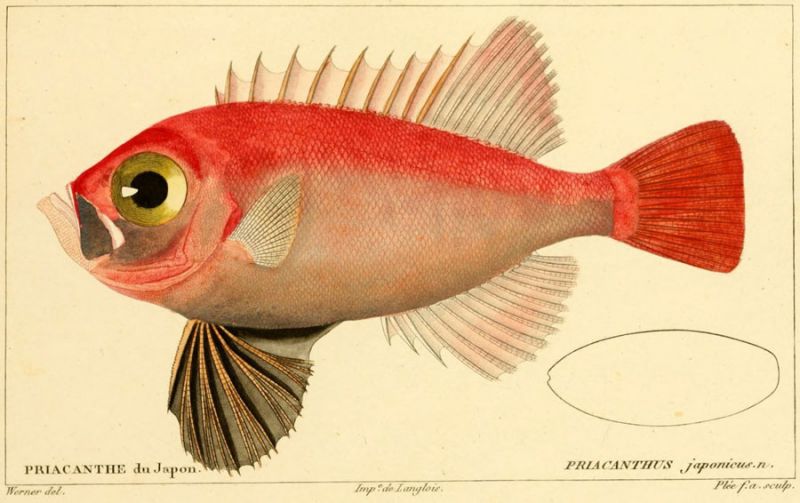 41 Priacanthus japonicus. n.