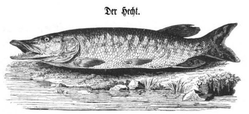 Der Hecht