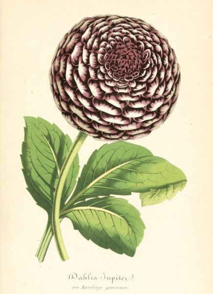 Dahlia Jupiter 1863
