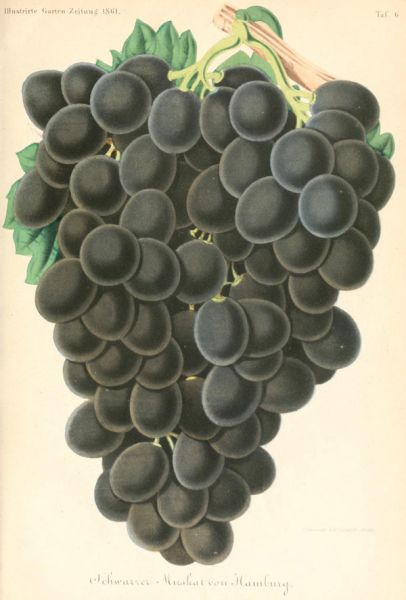 Schwarze Muskat-Traube von Hamburg, 1861