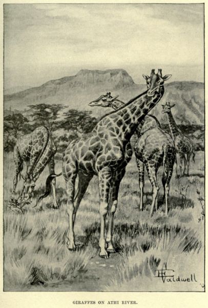 Giraffen.