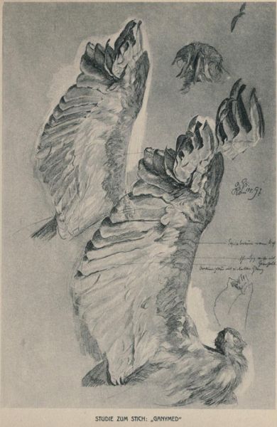 Studie zu dem Stich „Ganymed“, Adlerflügel — Feder, Kreide und Pastell — Dresden, Kupferstich-Kabinett 