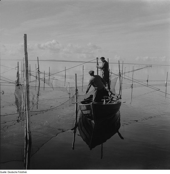 Hiddensee, Fischer 1963